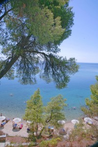 Pinienbäume bis zum Strand auf Sithonia